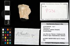 Foto (Objekt + Etikett) von Pithonoton sp.  (NHMW-GEO-2014-0194-0236)